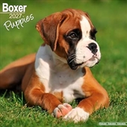 Buy Boxer Puppies SS Wall Calendar 2027