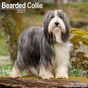 Buy Bearded Collie SS Wall Calendar 2027