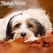 Buy Tibetan Terrier SS Wall Calendar 2027