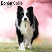 Buy Border Collie Wall Calendar 2027