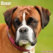 Buy Boxer Wall Calendar 2027