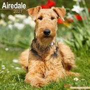 Buy Airedale Terrier Wall Calendar 2027