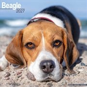 Buy Beagle Wall Calendar 2027