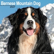 Buy Bernese Mountain Dog Wall Calendar 2027