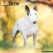 Buy Bull Terrier Wall Calendar 2027