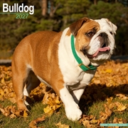 Buy Bulldog Wall Calendar 2027