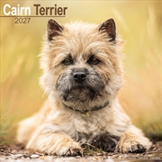 Buy Cairn Terrier Wall Calendar 2027