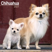 Buy Chihuahua Wall /AVONSI Calendar 2027