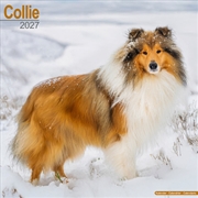 Buy Collie Wall Calendar 2027