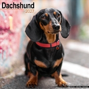 Buy Dachshund Wall Calendar 2027