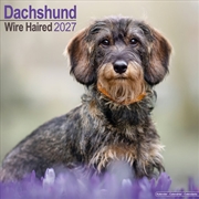 Buy Dachshunds Wirehaired Wall Calendar 2027