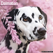 Buy Dalmatian Wall Calendar 2027