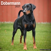Buy Dobermann Wall Calendar 2027