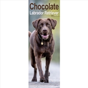 Buy Labrador Retriever Chocolate Slim Calendar 2027