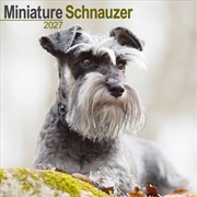 Buy Miniature Schnauzer Wall Calendar 2027