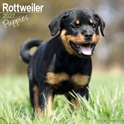 Buy Rottweiler Puppies SS W Calendar 2027