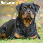 Buy Rottweiler Wall Calendar 2027