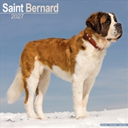 Buy Saint Bernard SS W Calendar 2027