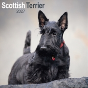 Buy Scottish Terrier Wall Calendar 2027