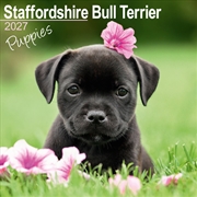Buy Staffordshire Bull Terrier Puppies Wall Calendar 2027