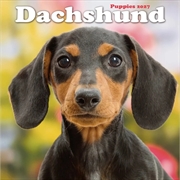 Buy Dachshund Puppies Mini Calendar 2027