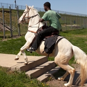 Buy Lila