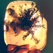 Buy Fata Morgana - Rose Of Jericho Glow Vinyl