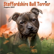 Buy Staffordshire Bull Terrier Puppies Mini Calendar