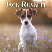 Buy Jack Russell Puppies Mini Calendar
