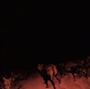 Buy Shadow On Everything