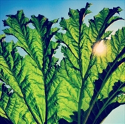 Buy Gunnera