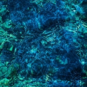 Buy Luminescent Creatures