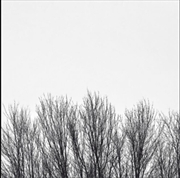 Buy White Sky