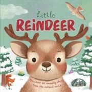 Buy Little Reindeer