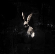 Buy Follow The White Rabbit