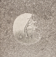 Buy Vahan Multaa Paalle