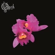 Buy Orchid