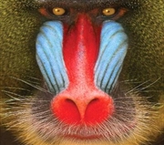 Buy Wild Smile