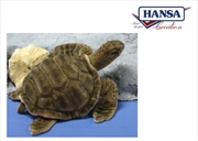 Buy Sea Tortoise 50cm