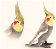 Buy Cockatiel Grey 23cm H