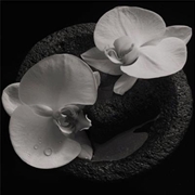 Buy Corpse Flower - Smoky Swirl Vinyl