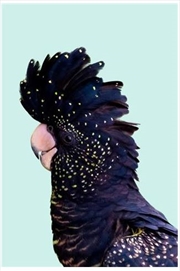 Buy Black Cockatoo On Mint
