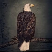 Buy Book Of Bad Decisions - Limited Edition Picture Disc