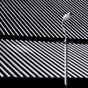 Buy Erratics And Unconformities