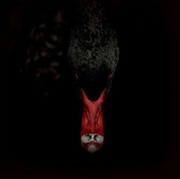 Buy Mannerfreundschaften Und Metap