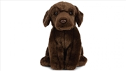 Buy Chocolate Labrador 20cm