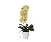 Buy 40cm Butterfly Orchid- Cream