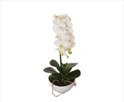 Buy 46cm Butterfly Orchid - White