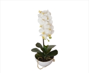 Buy 46cm Butterfly Orchid - White