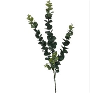 Buy 5 Pack - Long Eucalyptus Stem